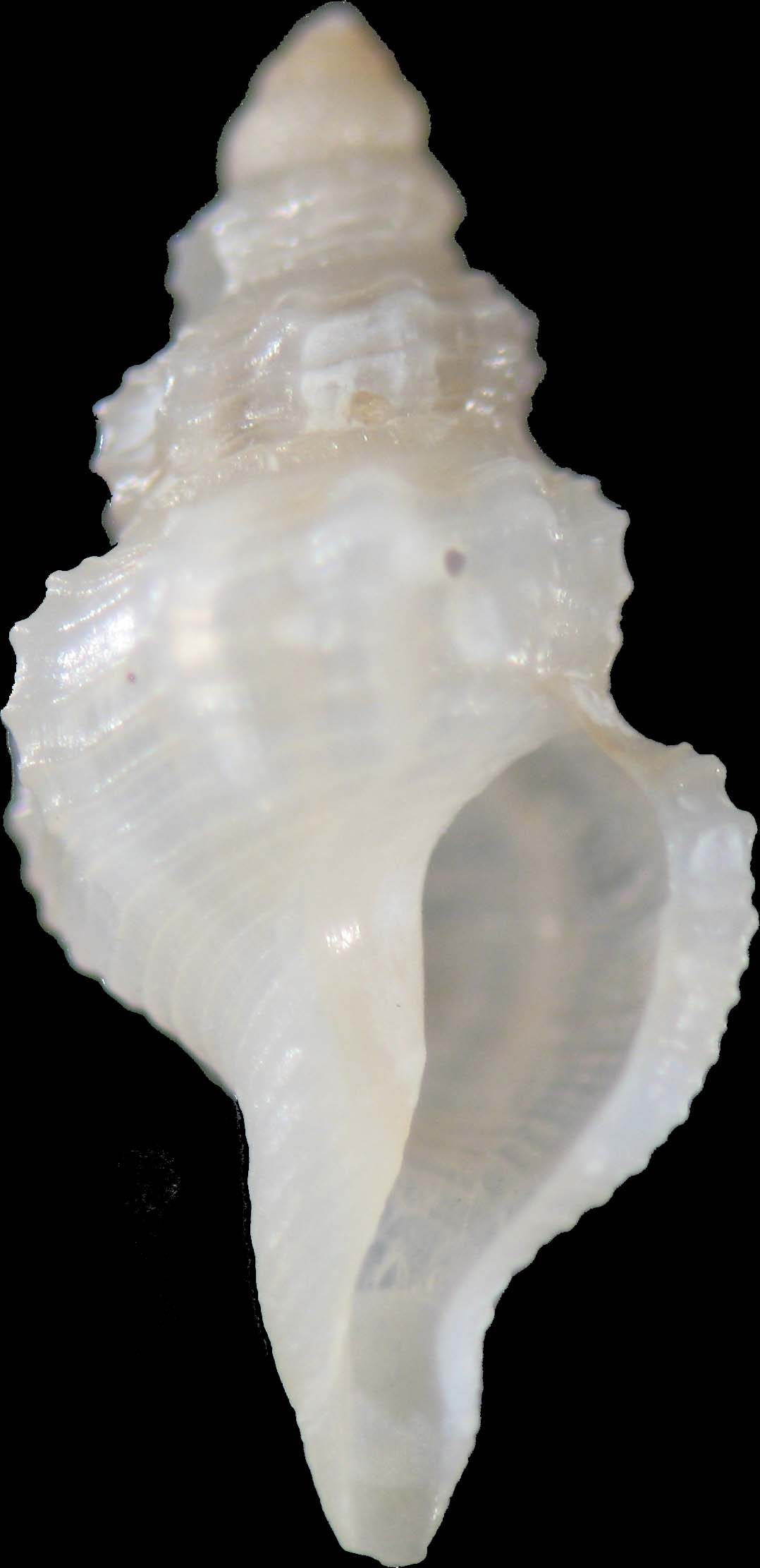 Pleurotomella gibbera